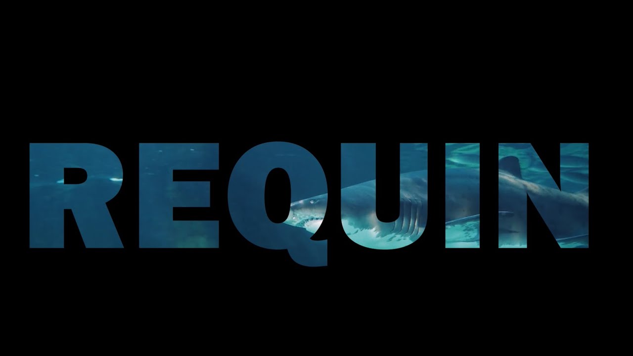 Vidéo sur requin